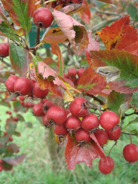 Crataegus laevigata 'Paul's Scarlet' fruit
